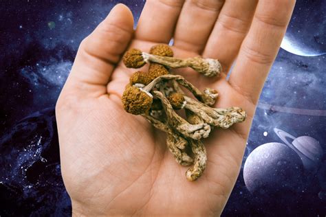 A Misnomer in Mushrooms: The Jedi Mind Fuck Strain